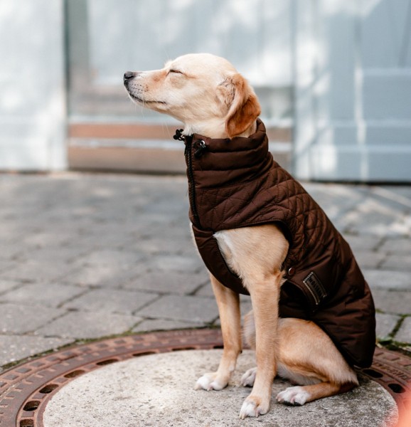 Wolters Hundethermosteppjacke Boston mit RV und Kordelzug